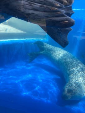 島根県立 しまね海洋館に投稿された画像（2022/5/2）