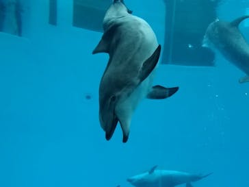 名古屋港水族館に投稿された画像（2022/5/2）