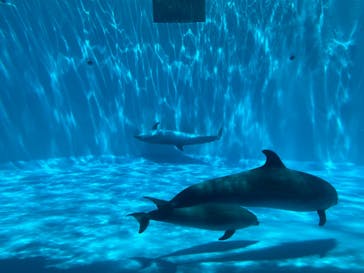 名古屋港水族館に投稿された画像（2022/5/2）