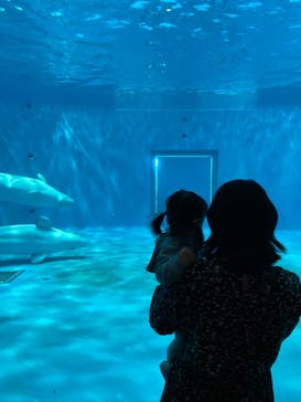島根県立 しまね海洋館に投稿された画像（2022/5/2）