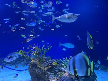 新江ノ島水族館に投稿された画像（2022/5/2）