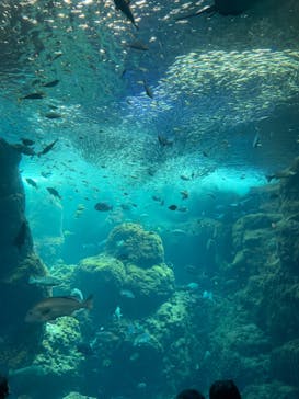 新江ノ島水族館に投稿された画像（2022/5/2）