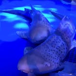 新江ノ島水族館に投稿された画像（2022/5/2）