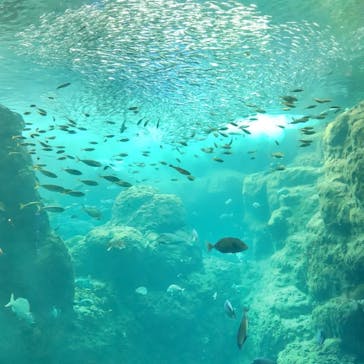 新江ノ島水族館に投稿された画像（2022/5/2）