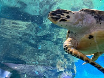 名古屋港水族館に投稿された画像（2022/5/2）