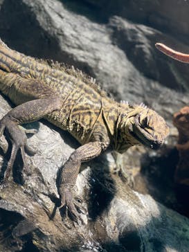 サンシャイン水族館に投稿された画像（2022/5/2）