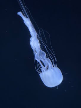 サンシャイン水族館に投稿された画像（2022/5/2）