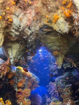 サンシャイン水族館に投稿された画像（2022/5/2）