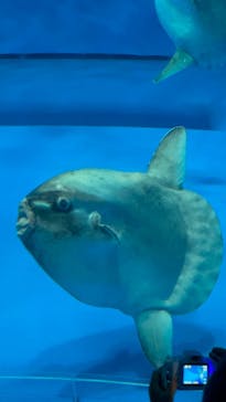 アクアワールド茨城県大洗水族館に投稿された画像（2022/5/2）