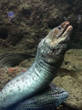 串本海中公園水族館に投稿された画像（2022/5/2）