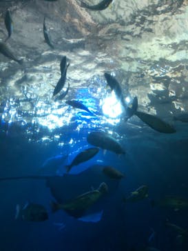 串本海中公園水族館に投稿された画像（2022/5/2）