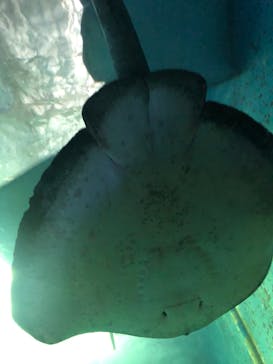 串本海中公園水族館に投稿された画像（2022/5/2）