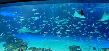 サンシャイン水族館に投稿された画像（2022/5/2）
