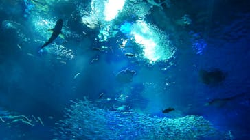 アクアワールド茨城県大洗水族館に投稿された画像（2022/5/2）