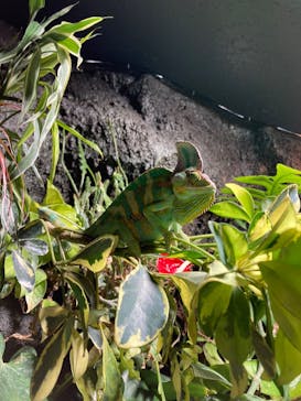 サケのふるさと 千歳水族館に投稿された画像（2022/5/2）