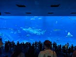 沖縄美ら海水族館に投稿された画像（2022/5/2）