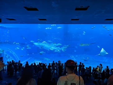 沖縄美ら海水族館に投稿された画像（2022/5/2）