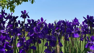 安城産業文化公園デンパークに投稿された画像（2022/5/2）