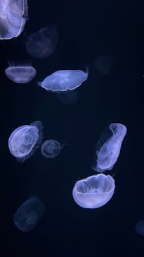 サンシャイン水族館に投稿された画像（2022/5/2）