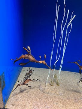 サンシャイン水族館に投稿された画像（2022/5/2）