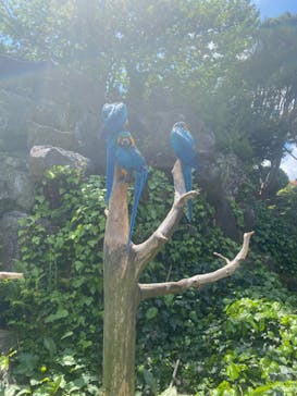 伊豆シャボテン動物公園に投稿された画像（2022/5/2）