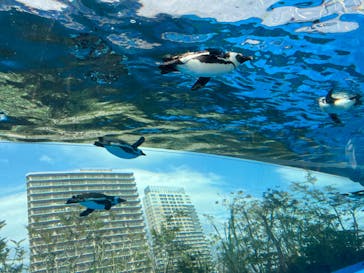 サンシャイン水族館に投稿された画像（2022/5/2）
