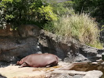 天王寺動物園に投稿された画像（2022/5/2）