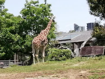 天王寺動物園に投稿された画像（2022/5/2）