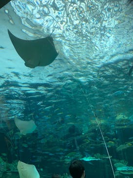 名古屋港水族館に投稿された画像（2022/5/2）