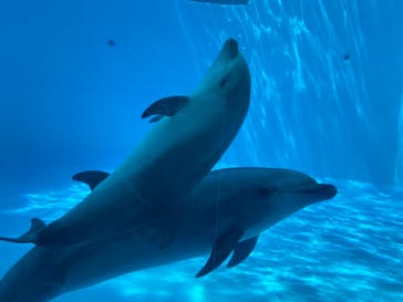 名古屋港水族館に投稿された画像（2022/5/2）