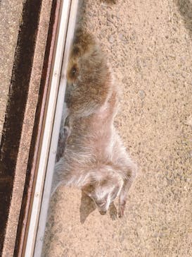 長崎バイオパークに投稿された画像（2022/5/2）