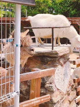 長崎バイオパークに投稿された画像（2022/5/2）