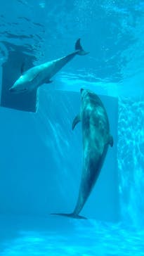 名古屋港水族館に投稿された画像（2022/5/2）