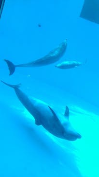 名古屋港水族館に投稿された画像（2022/5/2）