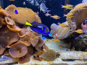 京都水族館に投稿された画像（2022/5/2）