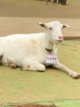 成田ゆめ牧場に投稿された画像（2022/5/2）