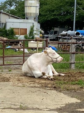 成田ゆめ牧場に投稿された画像（2022/5/2）