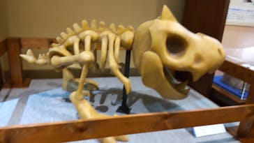 国立科学博物館　特別企画展「ポケモン化石博物館」に投稿された画像（2022/5/2）