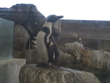 城崎マリンワールドに投稿された画像（2022/5/2）