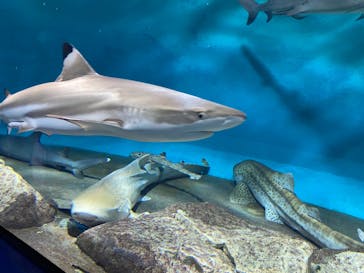 アクアワールド茨城県大洗水族館に投稿された画像（2022/5/2）