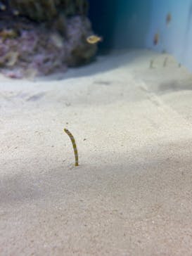アクアワールド茨城県大洗水族館に投稿された画像（2022/5/2）