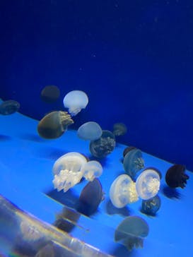 アクアワールド茨城県大洗水族館に投稿された画像（2022/5/2）