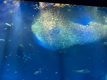アクアワールド茨城県大洗水族館に投稿された画像（2022/5/2）