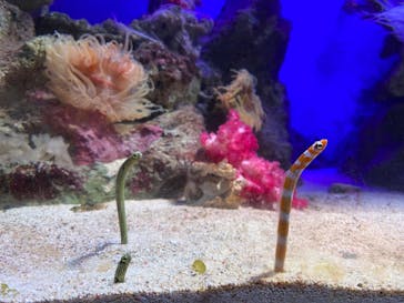 新江ノ島水族館に投稿された画像（2022/5/2）