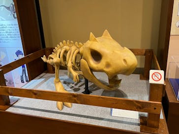 国立科学博物館　特別企画展「ポケモン化石博物館」に投稿された画像（2022/5/2）