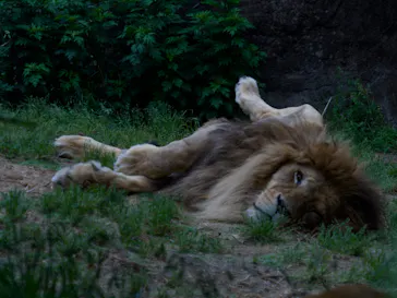 天王寺動物園に投稿された画像（2022/5/2）