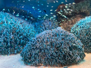 サンシャイン水族館に投稿された画像（2022/5/2）