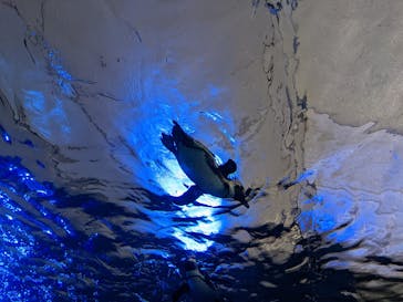 サンシャイン水族館に投稿された画像（2022/5/2）