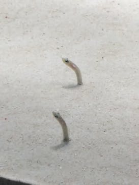 アクアワールド茨城県大洗水族館に投稿された画像（2022/5/2）