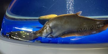 サケのふるさと 千歳水族館に投稿された画像（2022/5/2）